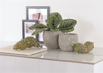 Herbst-Weihnacht 2025